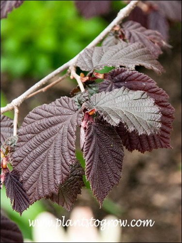 Rote Zeller Hazelnut (Corylus avellana) 
Spring foliage color., (end of April)